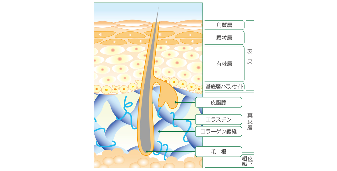 お肌の基礎知識その2 皮膚の構造 とは スキンケア研究所 サンソリットのウェルエイジング外来