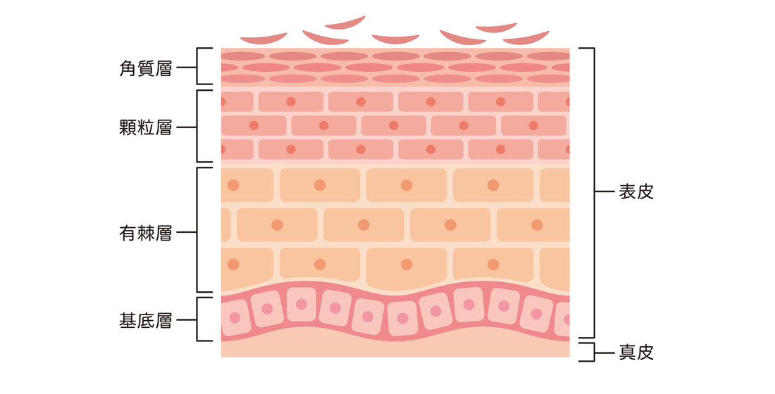 皮膚の構造 とは
